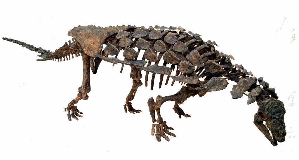 Mymoorapelta Ankylosaur Juvenile Skeleton Replica - dinosaursrocksuperstore