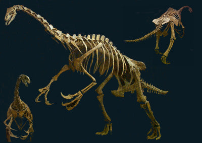 Therizinosaur Skeleton Nothronychus Replica - dinosaursrocksuperstore