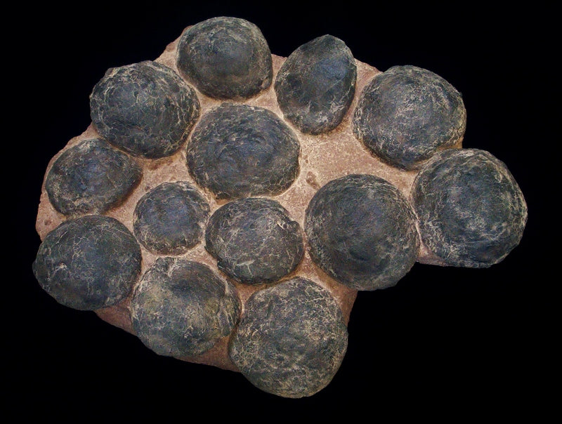 Ornithopod Egg Nest Replica of 13 eggs - dinosaursrocksuperstore