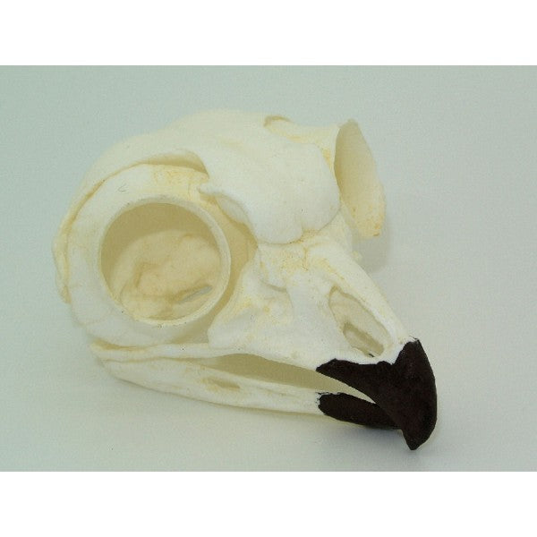 Great Horned Owl Skull - dinosaursrocksuperstore