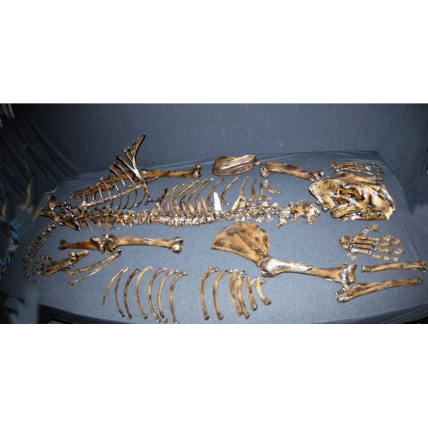 American Lion Mounted Skeleton Replica - dinosaursrocksuperstore