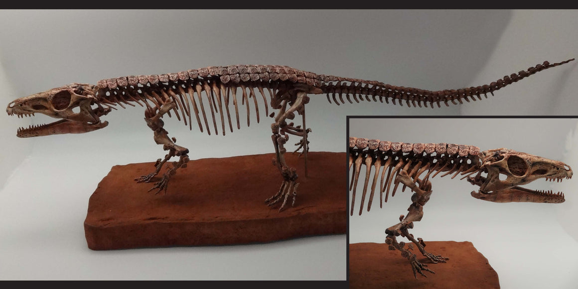 Parringtonia Gracilis skeleton Replica - dinosaursrocksuperstore