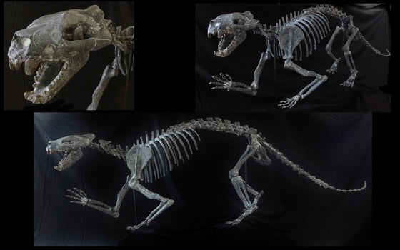 Patriofelis Skeleton Replica - dinosaursrocksuperstore