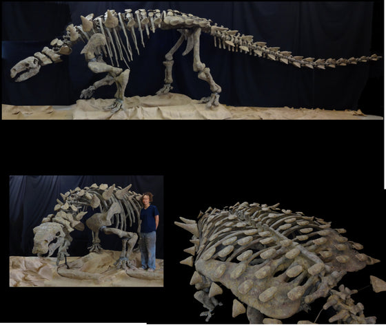 Peloroplites Giant Nodosaur Skeleton Replica - dinosaursrocksuperstore