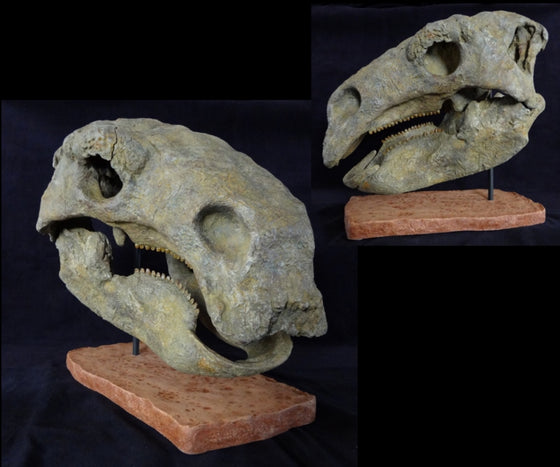 Peloroplites Skull Replica - dinosaursrocksuperstore