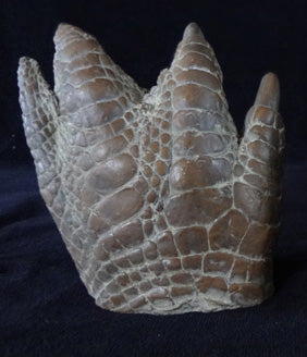 Modern American Alligator Pes Replica - dinosaursrocksuperstore