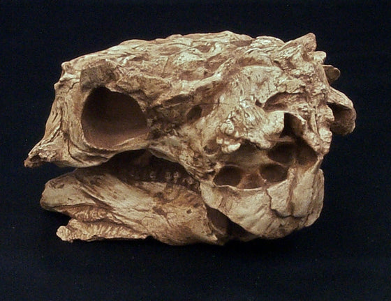 Pinacosaurus Juvenile Skull Replica - dinosaursrocksuperstore