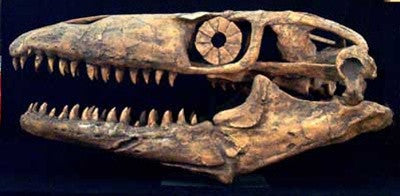 Mosasaur Skull Fossil Replica - dinosaursrocksuperstore