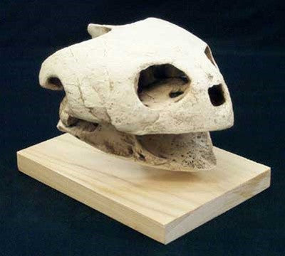 Giant Sea Turtle Skull Fossil Replica - dinosaursrocksuperstore