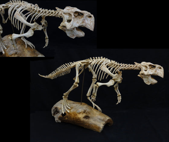 Large Psittacosaurus Skeleton Replica - dinosaursrocksuperstore