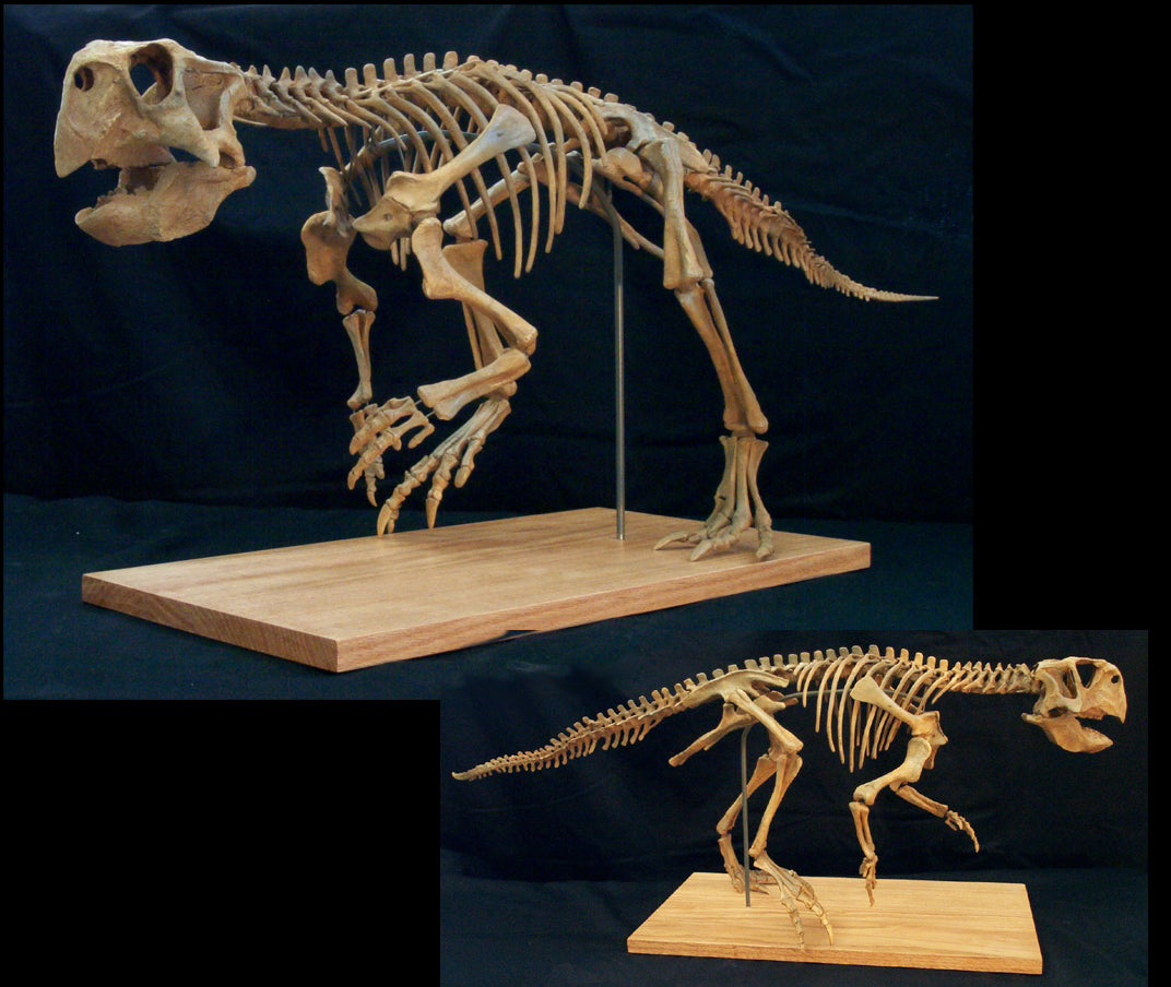 Small Psittacosaurus Skeleton Replica - dinosaursrocksuperstore