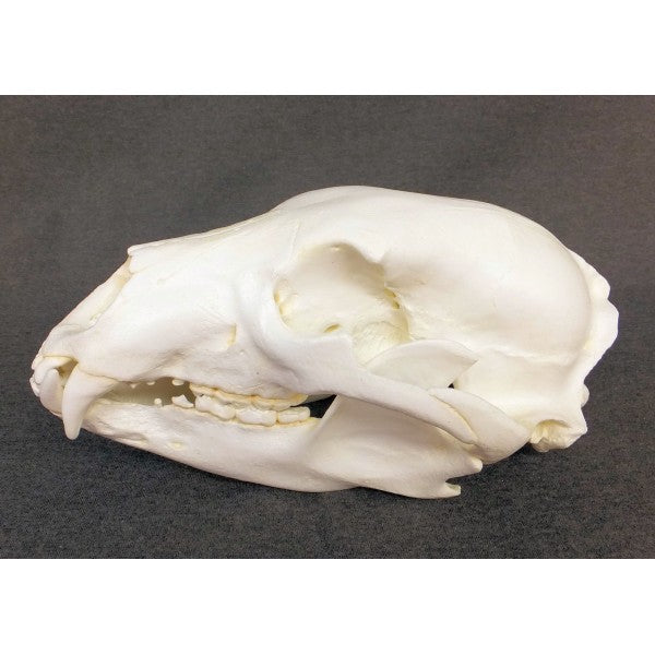 American Black Bear Skull Replica - dinosaursrocksuperstore
