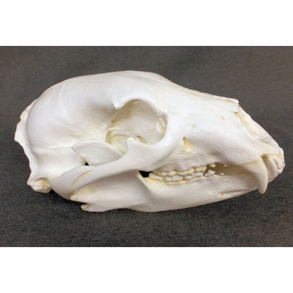 American Black Bear Skull Replica - dinosaursrocksuperstore