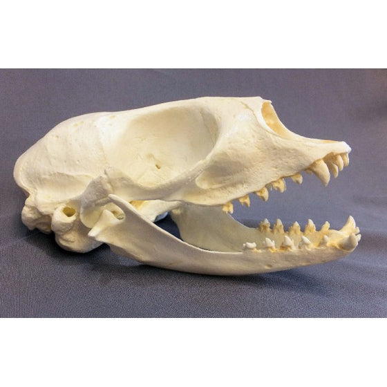 Harp Seal Skull Replica - dinosaursrocksuperstore