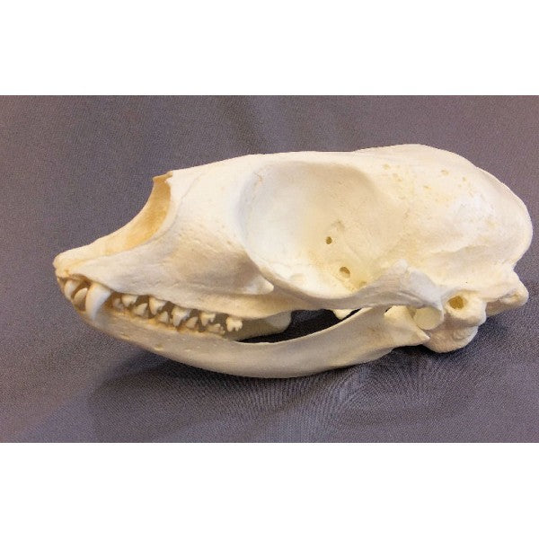 Harp Seal Skull Replica - dinosaursrocksuperstore
