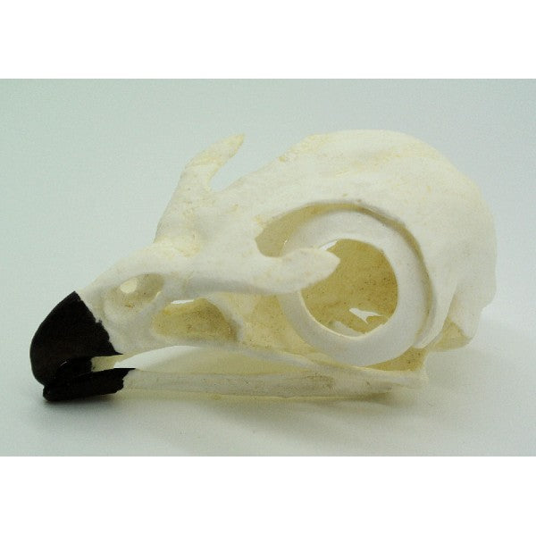 Red-tailed Hawk Skull - dinosaursrocksuperstore