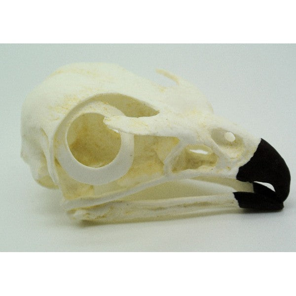 Red-tailed Hawk Skull - dinosaursrocksuperstore