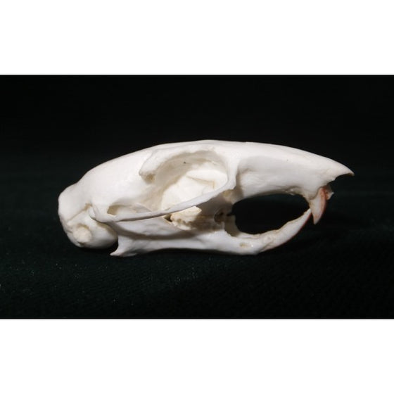 Chipmunk Skull - dinosaursrocksuperstore