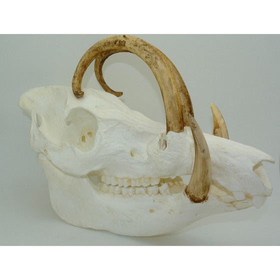 Babirusa Skull - dinosaursrocksuperstore