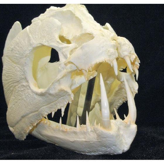 Payara Wolf Fish Skull Replica - dinosaursrocksuperstore