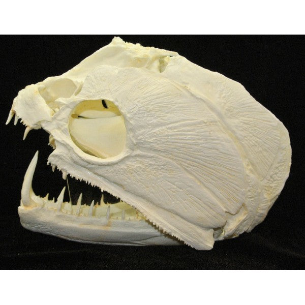 Payara Wolf Fish Skull Replica - dinosaursrocksuperstore