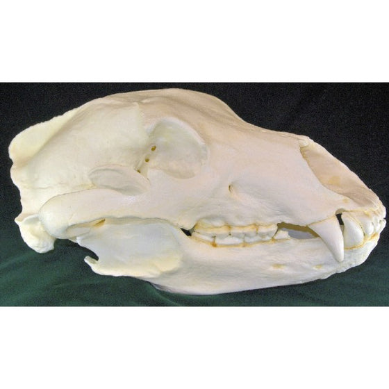 Grizzly Bear Skull Replica - dinosaursrocksuperstore