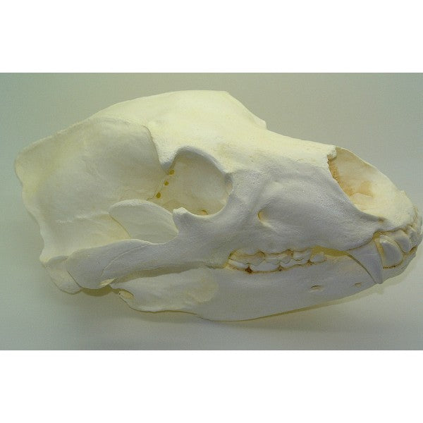 Grizzly Bear Skull Replica - dinosaursrocksuperstore