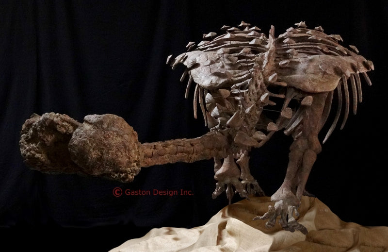 New Ankylosaur Akainacephalus Replica - dinosaursrocksuperstore