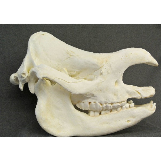 Indian rhinoceros Skull (juvenile) - dinosaursrocksuperstore