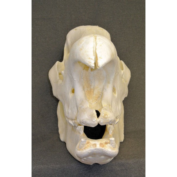 Indian rhinoceros Skull (juvenile) - dinosaursrocksuperstore