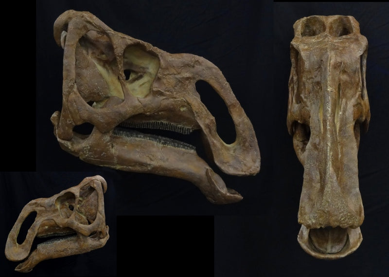 New Rhinorex Skull Replica - dinosaursrocksuperstore
