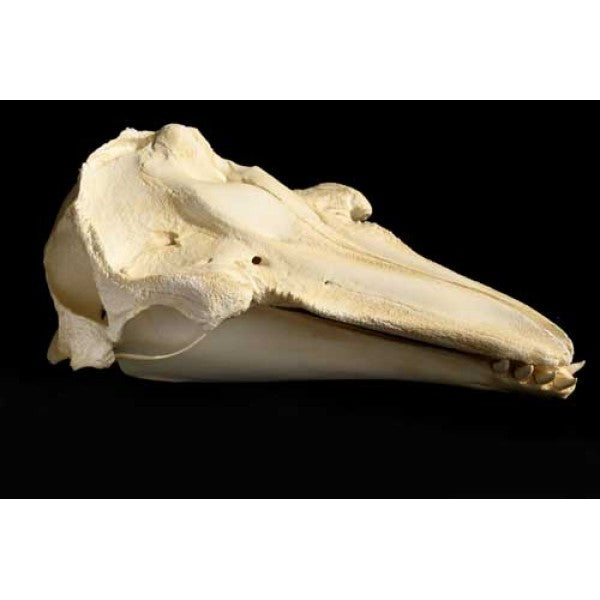 Risso's Dolphin Skull Replica - dinosaursrocksuperstore