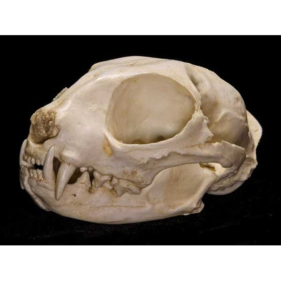 Wildcat Skull Replica - dinosaursrocksuperstore