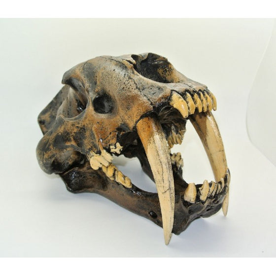 Sabertooth Cat Smilodon Skull Tarpit Finish - dinosaursrocksuperstore