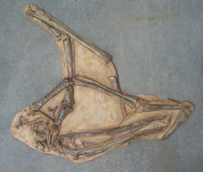 Santanadactylus Articulated skeleton Replica in Matrix - dinosaursrocksuperstore