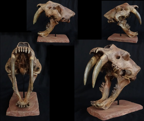 Smilodon Skull Replica - dinosaursrocksuperstore