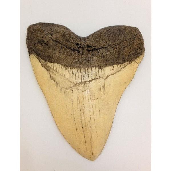 Megalodon Shark Tooth Replica - White - dinosaursrocksuperstore