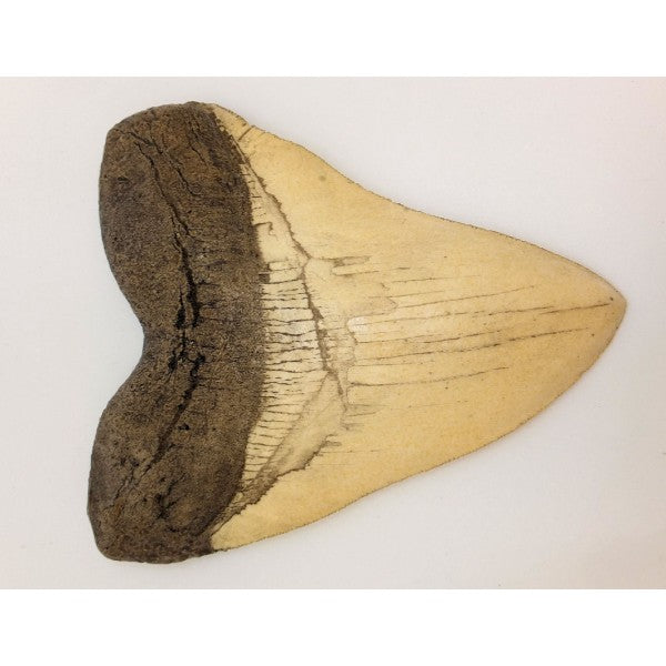 Megalodon Shark Tooth Replica - White - dinosaursrocksuperstore