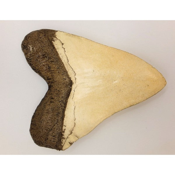 Megalodon Shark Tooth Replica - White - dinosaursrocksuperstore