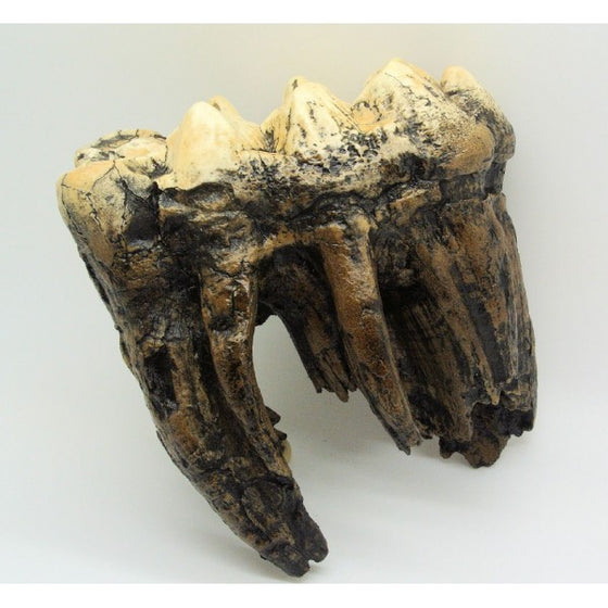 Mastodon Tooth Replica - dinosaursrocksuperstore