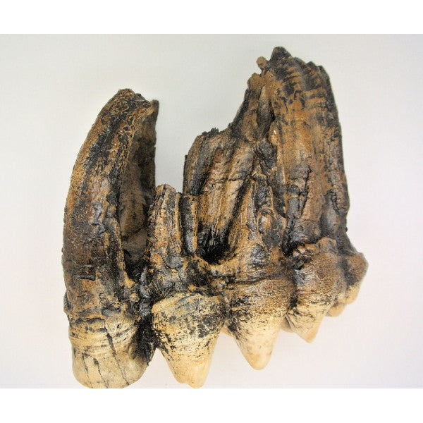 Mastodon Tooth Replica - dinosaursrocksuperstore