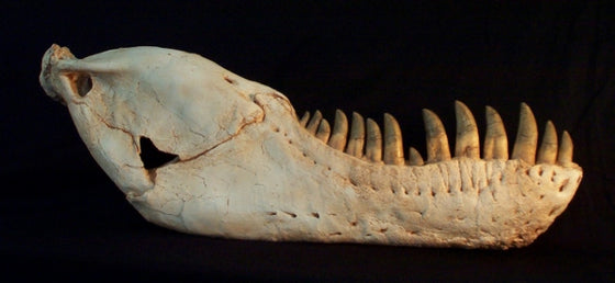 Tarbosaurus Adult Jaw Replica - dinosaursrocksuperstore
