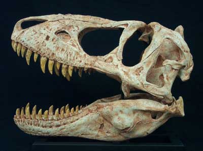 Small Tarbosaurus Skull Replica - dinosaursrocksuperstore