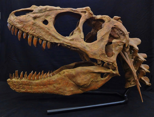 Tyrannosaur Skull Replica w/ neck Adult Teratophoneus - dinosaursrocksuperstore