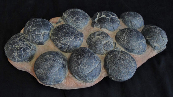 Therizinosaur Egg Nest Replica of 12 eggs - dinosaursrocksuperstore