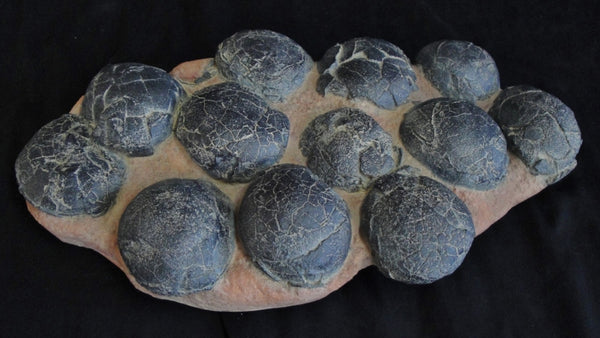Therizinosaur Egg Nest Replica - 12 eggs | DINOSAURS ROCK SUPERSTORE |  Fossil & Mineral Specimens