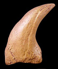 Therizinosaur Pes Claw Replica - dinosaursrocksuperstore