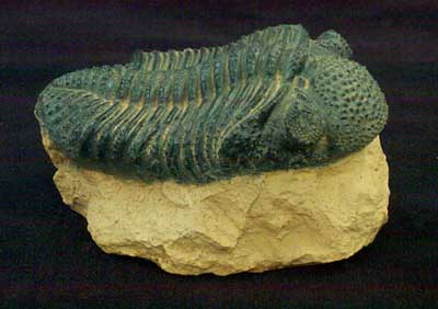 Trilobite Replica - dinosaursrocksuperstore