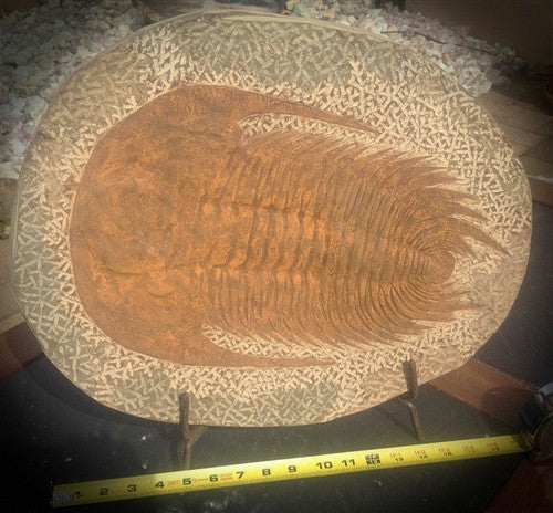 Giant Genuine Fossil Paradoxides Trilobite - over 1 1/2' - dinosaursrocksuperstore