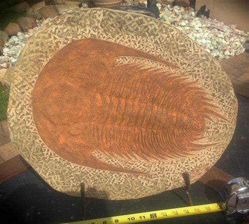 Large Genuine Fossil Paradoxides Trilobite (3) - dinosaursrocksuperstore